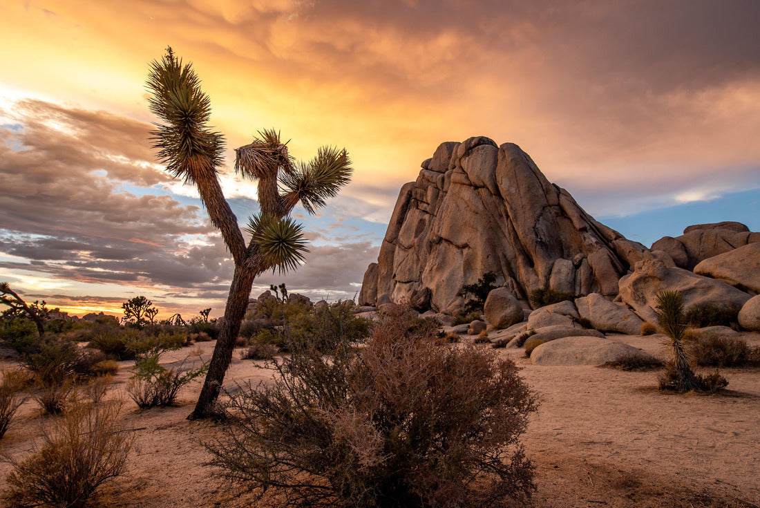 Noah Jigsaw Puzzle Joshua Tree National Park in California. The cloudy sunset was shot just after a big storm. This situations leaded to a breathtaking cloudy sky that took fire during sunset 2000 pieces