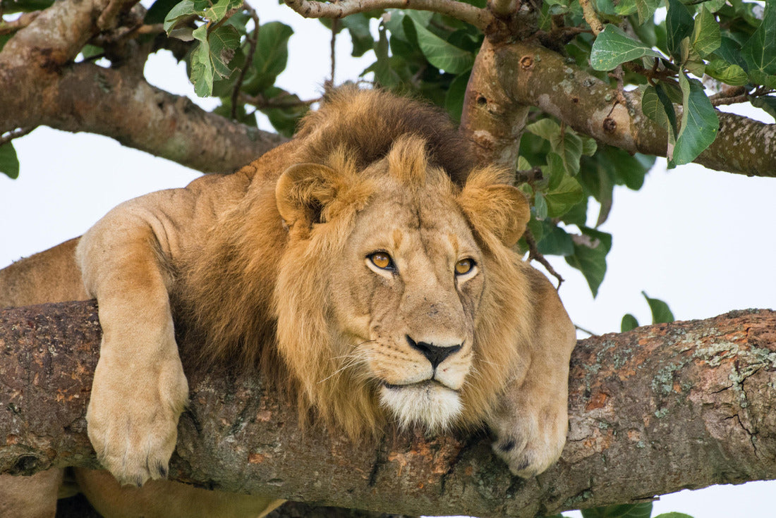 Famous male trees climbing Lion King relaxing and sleeping in Ishasha Secotor, Queen Elizabeth National Park, Uganda, Africa 2000pc Puzzle