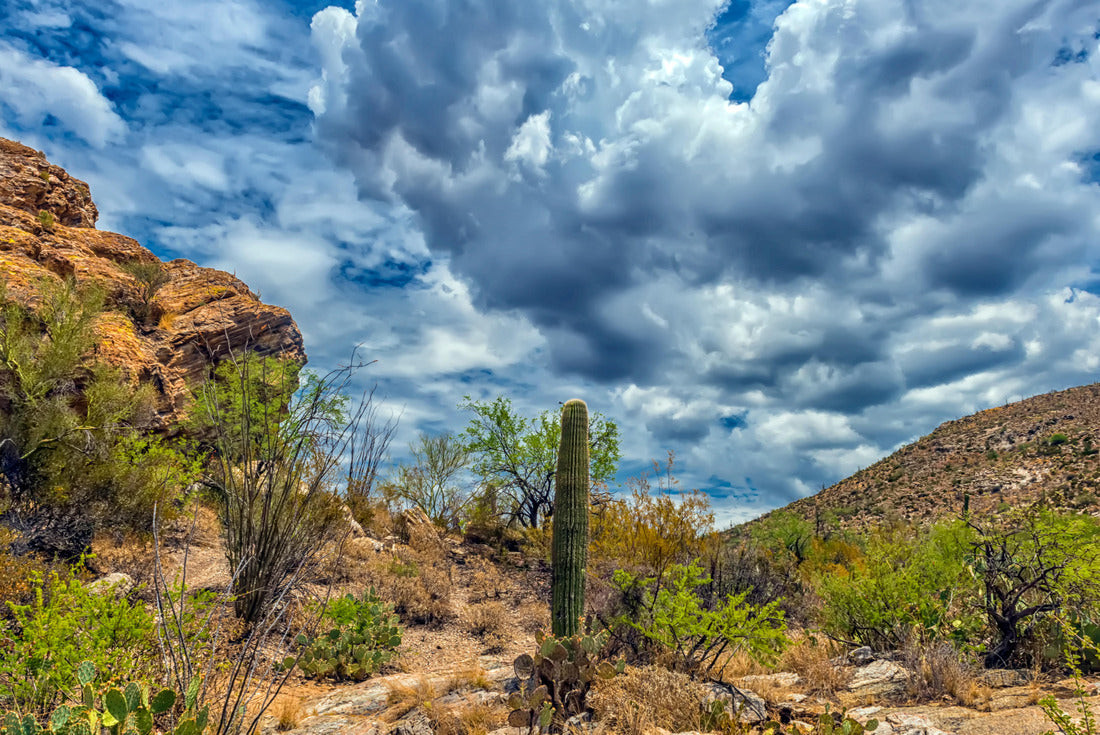 Noah Jigsaw Puzzle desert landscape in Saguaro National Park 2000 pieces
