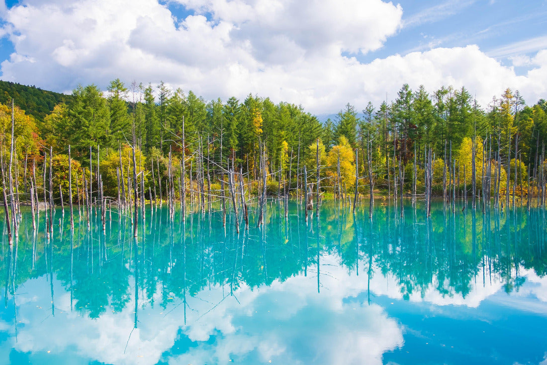Beautiful early fall view of Shirogane blue pond or Aoike in Biei city in Hokkaido, Japan 2000pc Puzzle