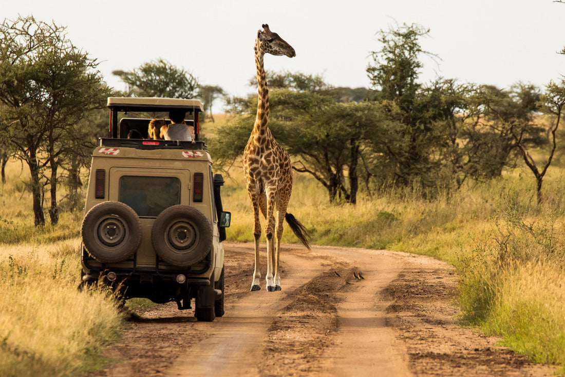 Giraffe with trees in the background at sunset, Serengeti National Park, Tanzania 2000pc Puzzle