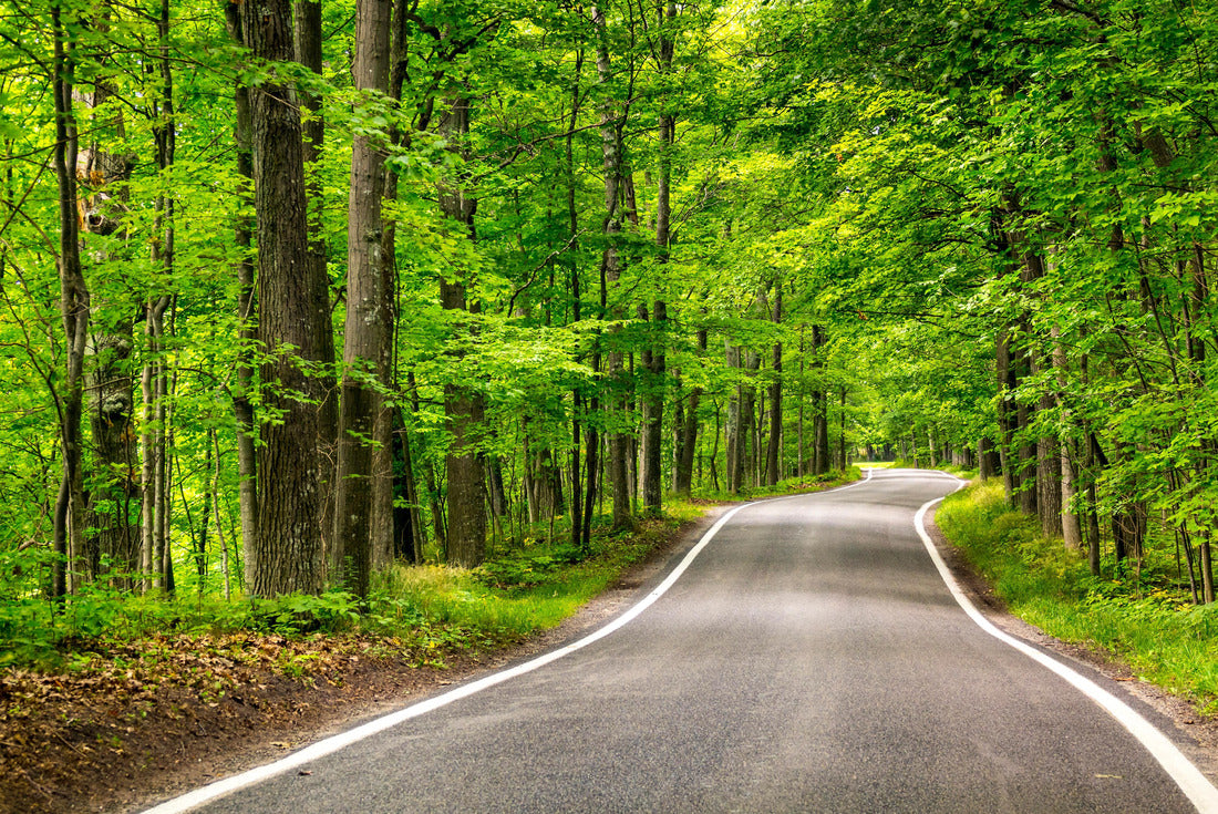 Beautiful tree-lined road in the tree tunnel on a drive through Emmet County from Harbor Springs north to Petoskey on M-119, Michigan 2000pc Puzzle