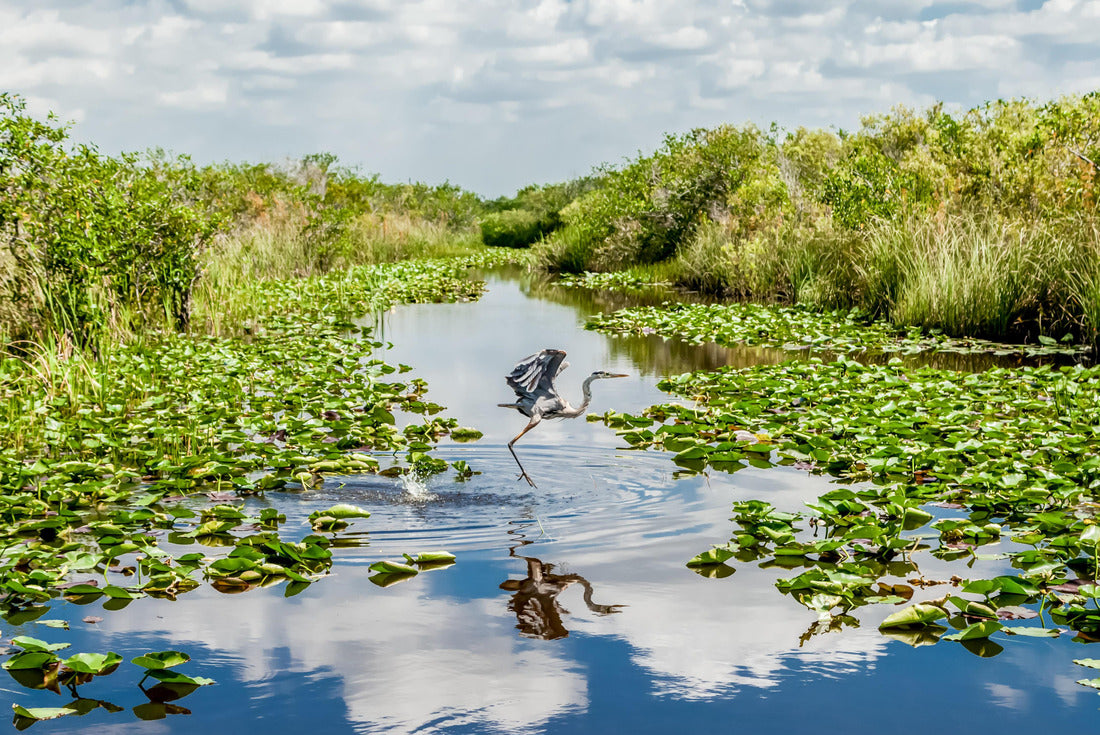 Bird flying over the swamp in Everglades national park in Florida 2000pc Puzzle
