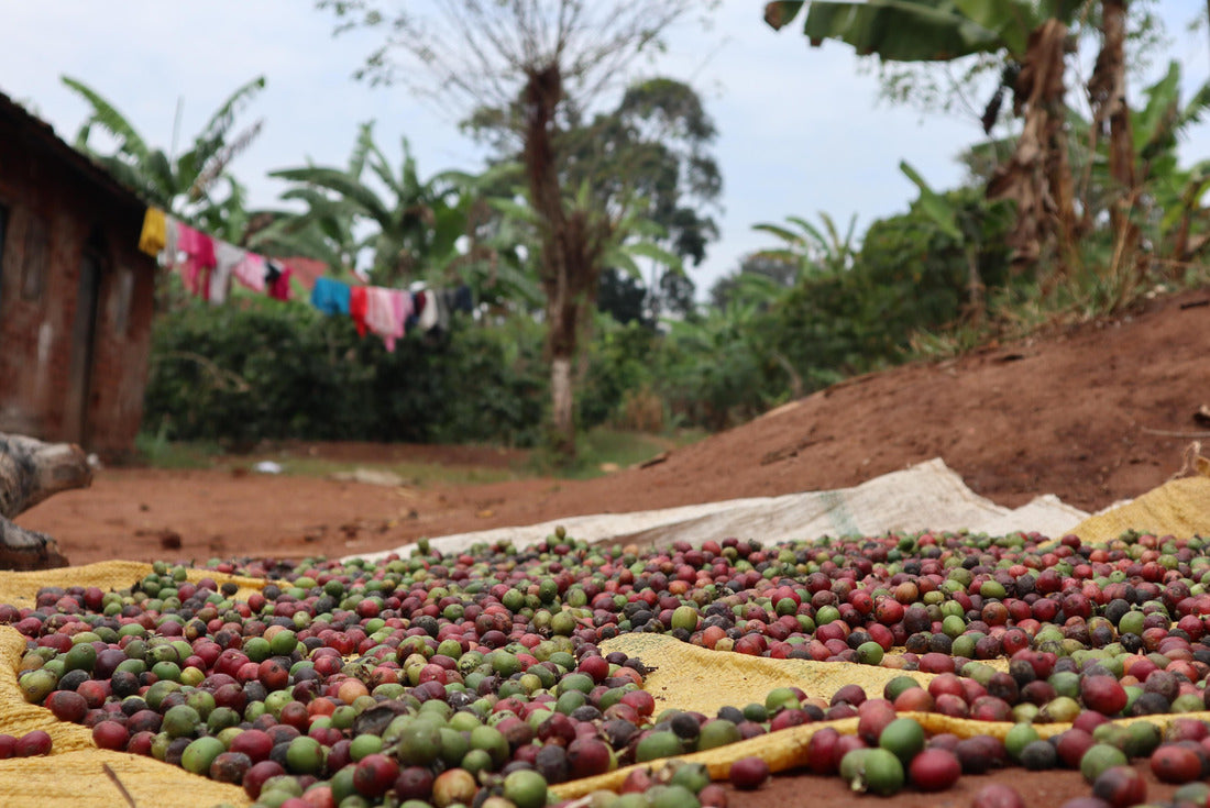 Noah Jigsaw Puzzle Coffee beans in African village, Uganda 2000 pieces
