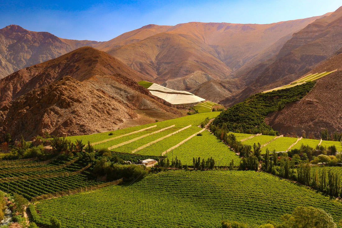 Vineyards under the hills of the Valle del Elqui - Chile 2000pc Puzzle