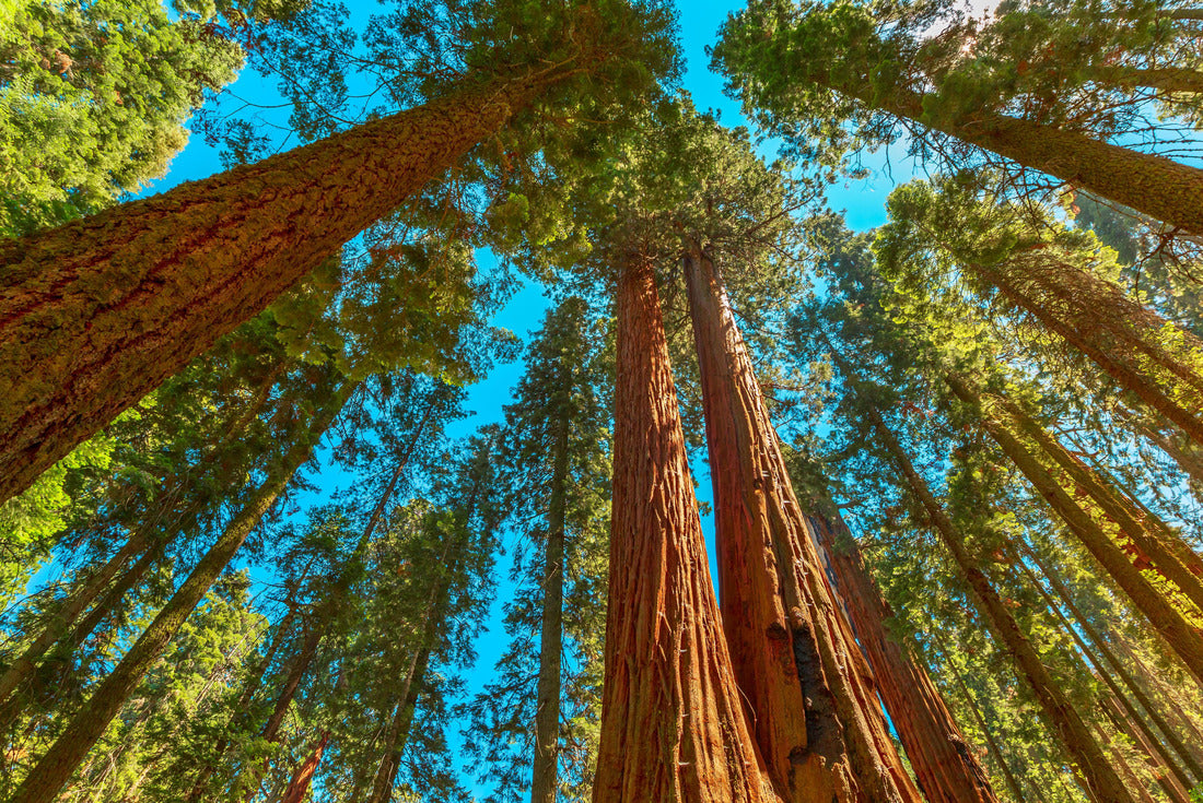 Sequoia National Park 360 degrees in the Sierra Nevada in California, United States of America. Sequoia NP is famous for its large amount of largest sequoia trees in the world 2000pc Puzzle