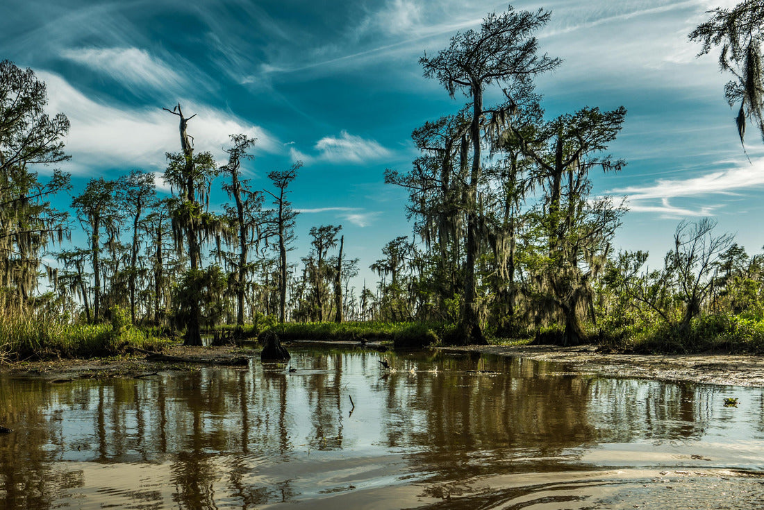 Louisiana swamp near New Orleans 2000pc Puzzle