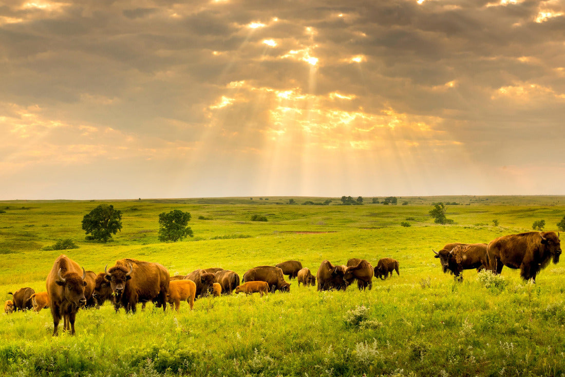 These impressive American bison roam the Kansas Maxwell Prairie Preserve 2000pc Puzzle