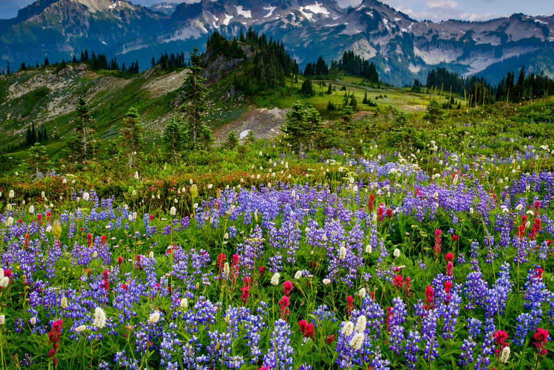 Noah Jigsaw Puzzle USA, Washington State, Mount Rainier National Park. Wildflowers carpet the edge of Paradise hiking trail 2000 pieces