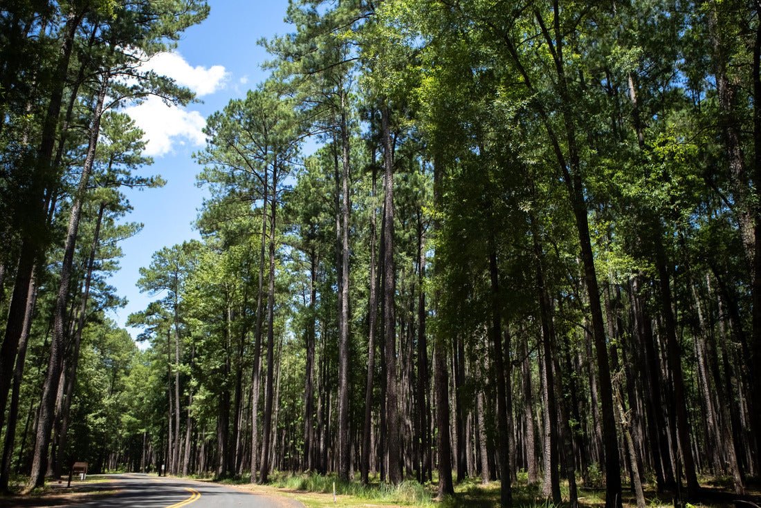 Open road in Congaree National Park entrance 2000pc Puzzle