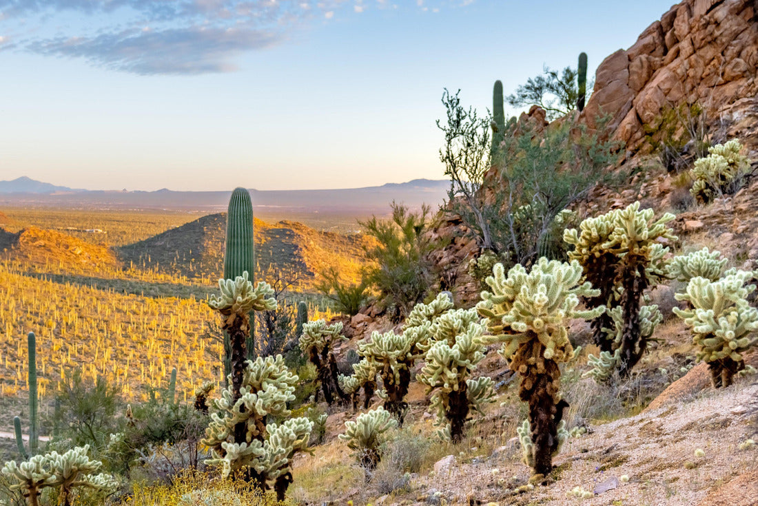 Noah Jigsaw Puzzle Sunset at Saguaro National Park West 2000 pieces