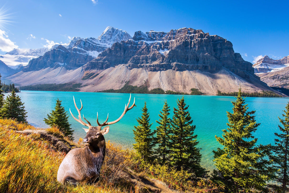 The deer with ramified anthrax rests in the tall grass. Pine trees around the glacial lake Bow. The majestic rocky mountains of Canada 2000pc Puzzle