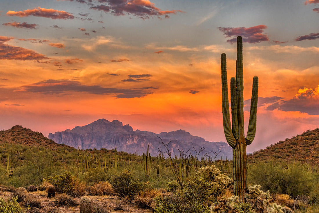 Sunset in the Sonoran Desert near Phoenix, Arizona 2000pc Puzzle