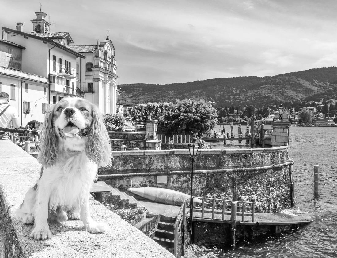 Noah Jigsaw Puzzle Bab Mansour gate: Meknes, Morocco in black white 1000 pieces