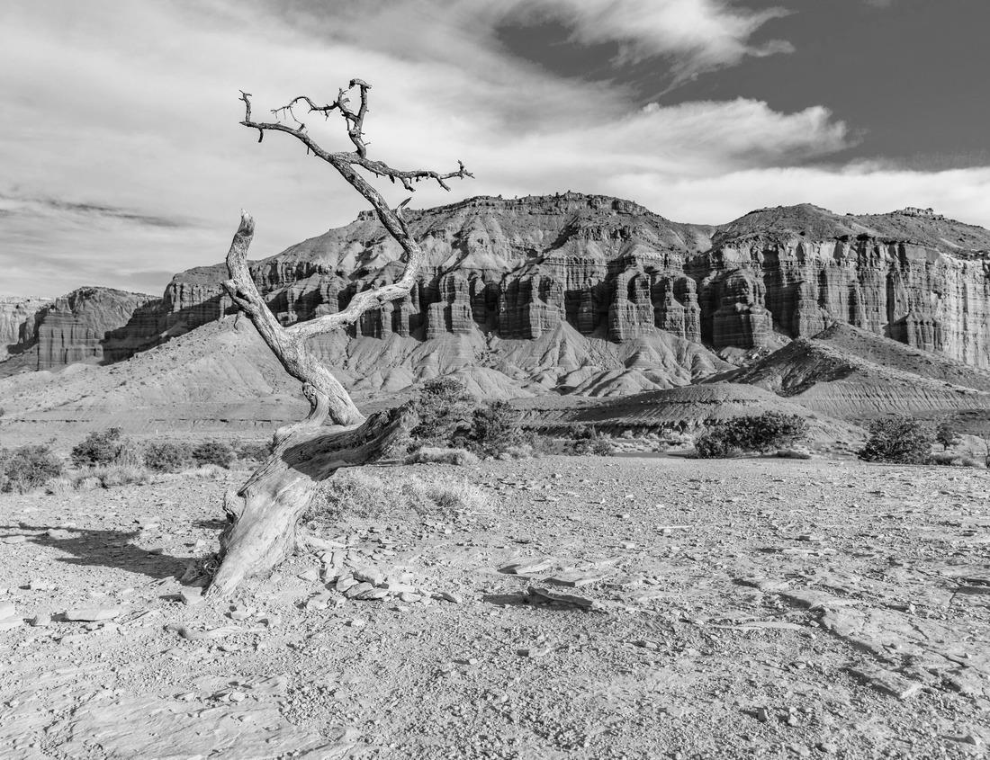 Noah Jigsaw Puzzle Pearl River Basin Madison County Mississippi in black white 1000 pieces