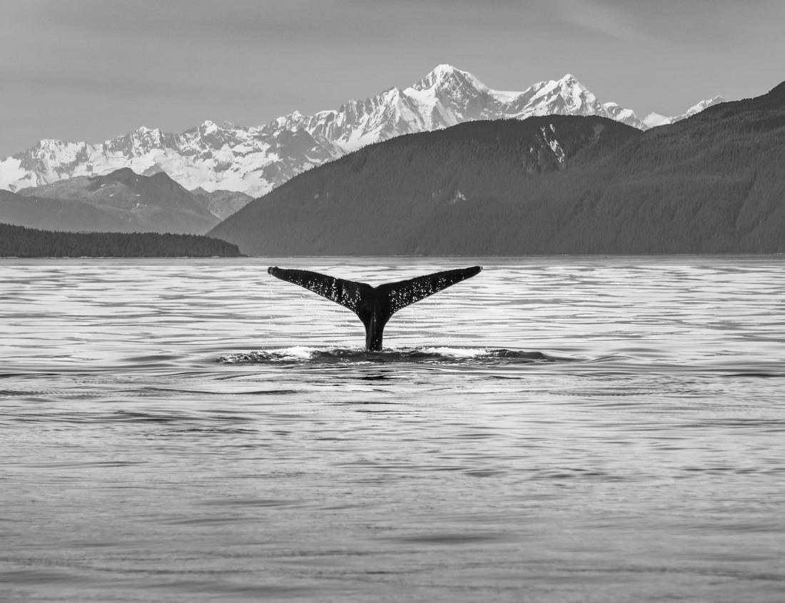Noah Jigsaw Puzzle Building in the village of Ypsilanti, Michigan in black white 1000 pieces