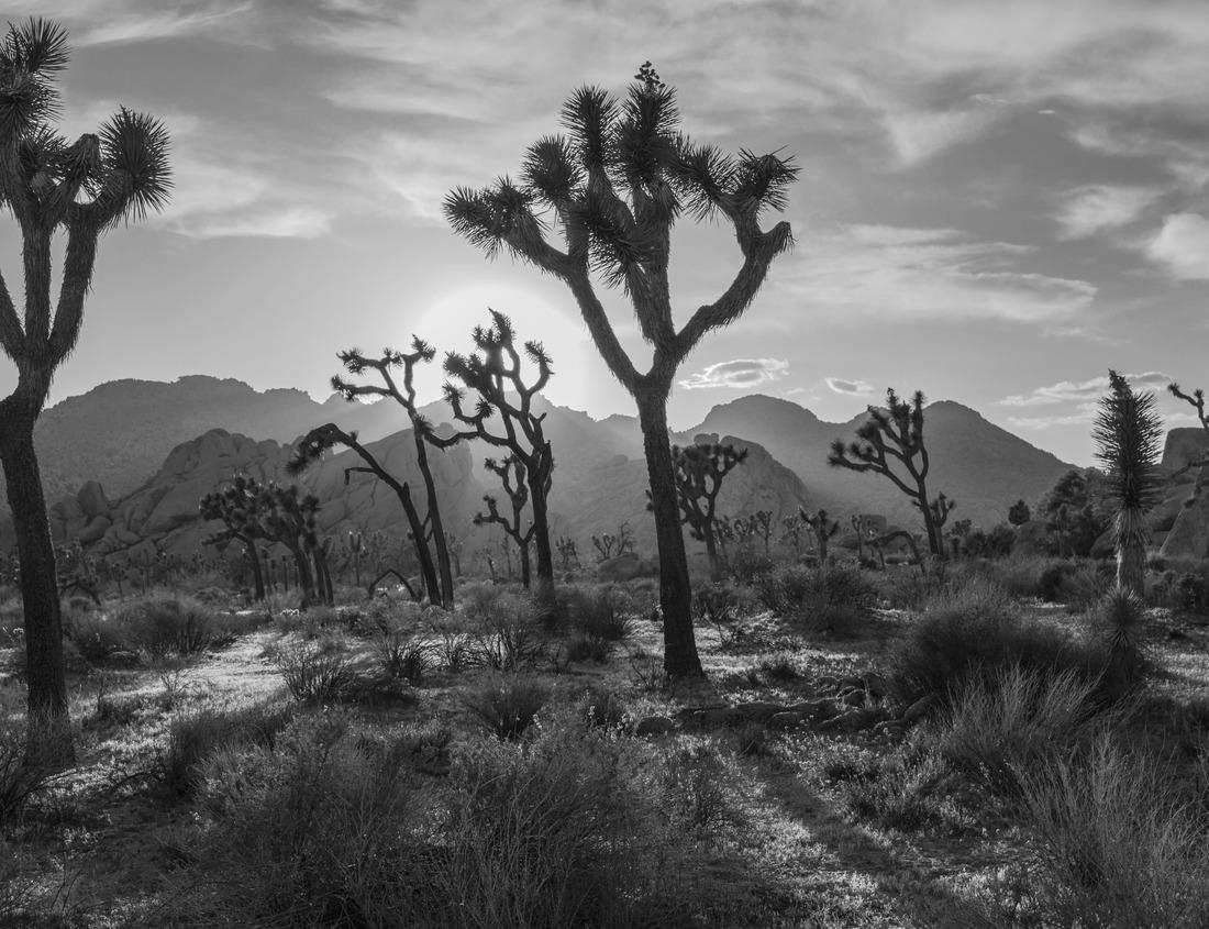 Noah Jigsaw Puzzle Abbey Neuburg in Klosterneuburg, Austria in black white 1000 pieces