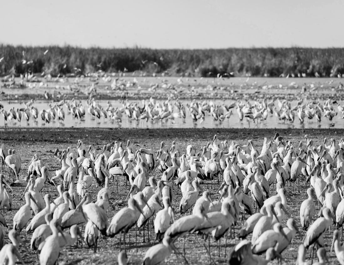 Noah Jigsaw Puzzle The monument at Kwame Nkrumah Memorial Park and Mausoleum, the African landmark in Accra, the capital of Ghana (West Africa) in black white 1000 pieces