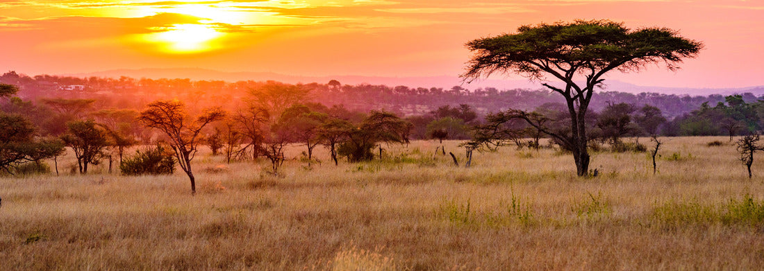 Noah Jigsaw Puzzle Sunset in the African savannah with acacia trees, safari in Serengeti, Tanzania panorama 1000 pieces