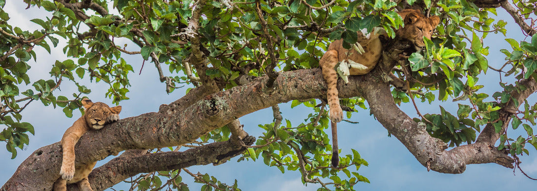 Noah Jigsaw Puzzle Tree climbing lions in Ishasha, Queen Elizabeth National Park Uganda panorama 1000 pieces