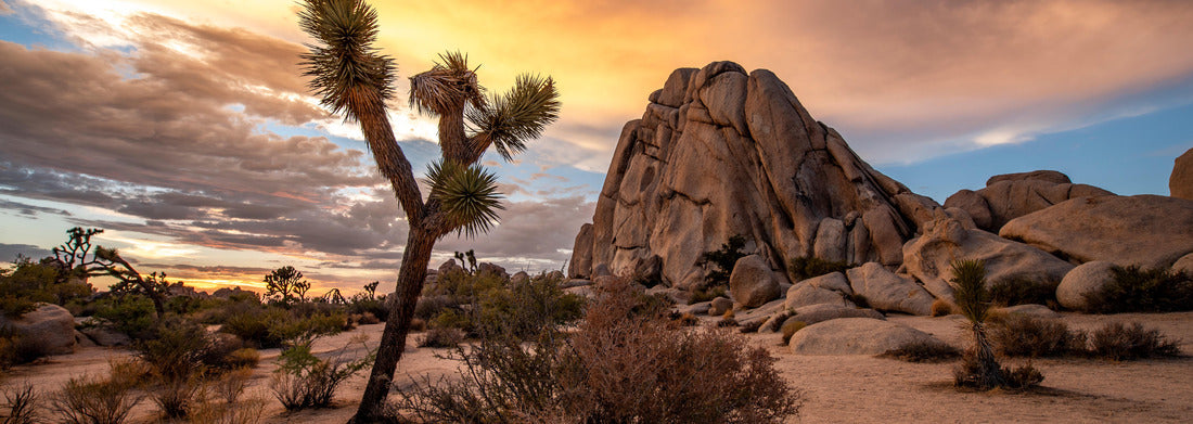 Noah Jigsaw Puzzle Joshua Tree National Park in California. The cloudy sunset was shot just after a big storm. This situations leaded to a breathtaking cloudy sky that took fire during sunset panorama 1000 pieces