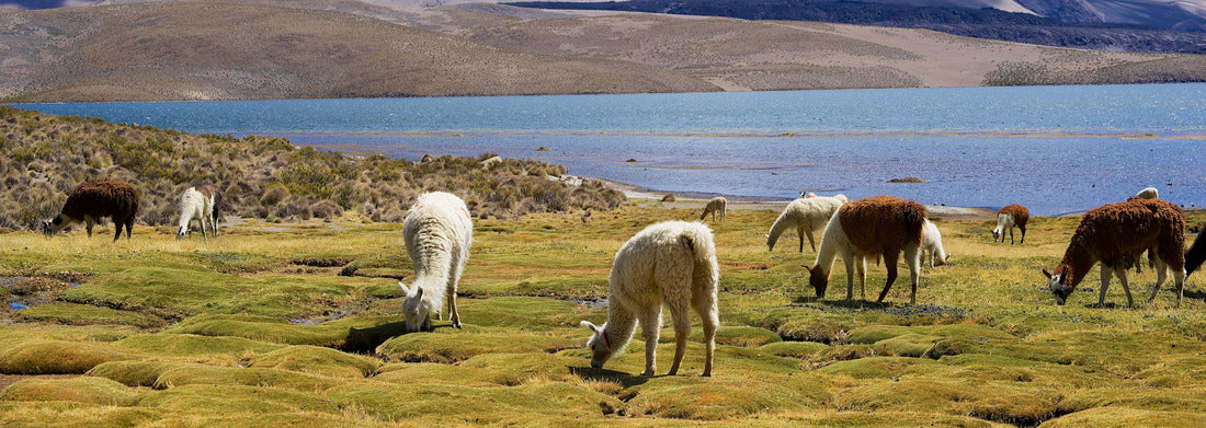 Noah Jigsaw Puzzle White alpacas (Vicugna pacos) graze at the Chungara lake shore at 3200 meters above sea level with Parinacota volcano at the background in Lauca National park near Putre, Chile panorama 1000 pieces