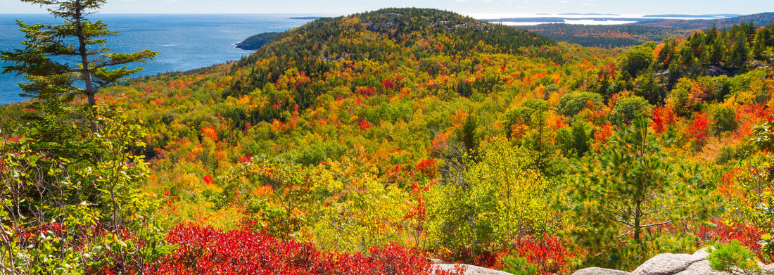 Noah Jigsaw Puzzle Autumn leaves in Acadia National Park, Maine, USA panorama 1000 pieces