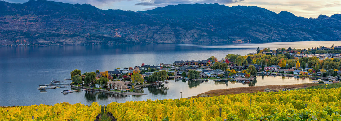Vineyard overlooking a subdivision of Okanagan Lake Kelowna British Columbia Canada in the fall 1000pc Panoramic Puzzle