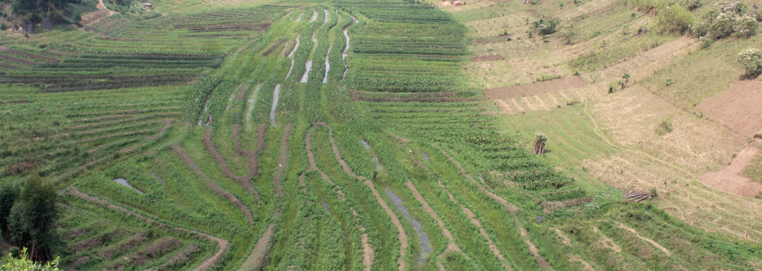 Noah Jigsaw Puzzle Swamp farming in the southwestern Uganda, Africa panorama 1000 pieces