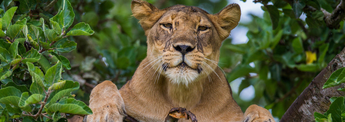 Noah Jigsaw Puzzle Lioness lying on a large tree. Close-up. Uganda. East Africa panorama 1000 pieces