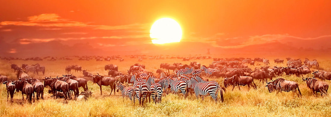 Noah Jigsaw Puzzle Zebras and antelopes in Serengeti National Park. Sunset. Tanzania. Africa panorama 1000 pieces
