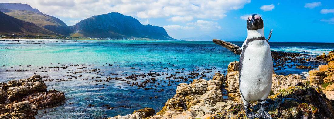Noah Jigsaw Puzzle Fanny African penguin on the beach. Boulders Penguin Colony National Park, South Africa panorama 1000 pieces