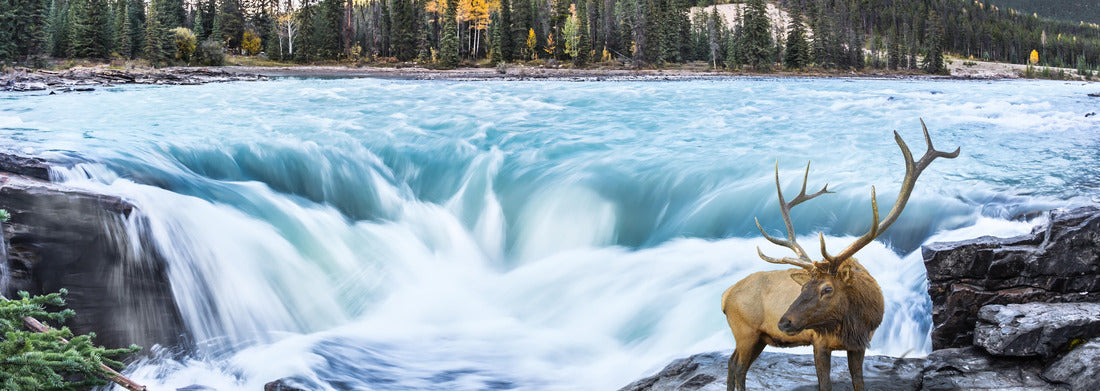 Noah Jigsaw Puzzle The waters of a melting mountain glacier feed the spiritual waterfall of Athabasca. The red deer at the waterfall panorama 1000 pieces