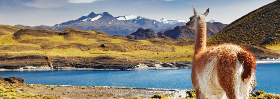 Noah Jigsaw Puzzle Guanaco in the Torres del Paine National Park, Patagonia, Chile panorama 1000 pieces