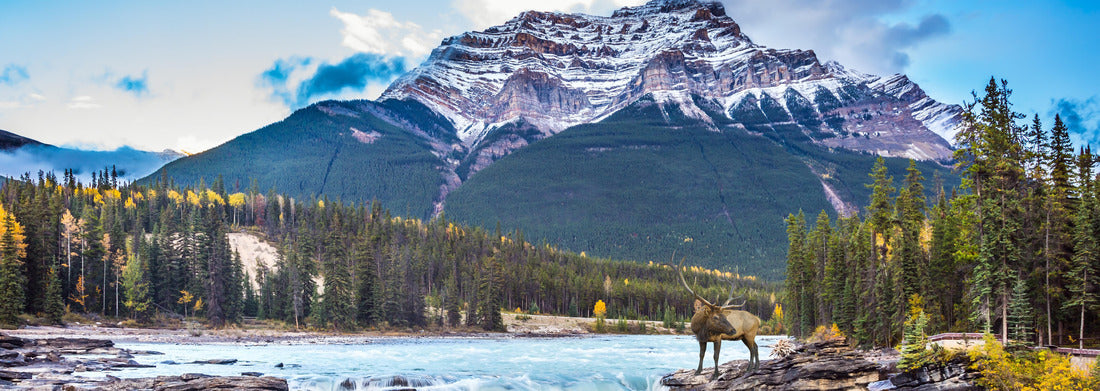 Noah Jigsaw Puzzle The waters of a melting mountain glacier feed the spiritual Athabasca waterfall. Red stag at waterfall. Jasper Park, Canada panorama 1000 pieces