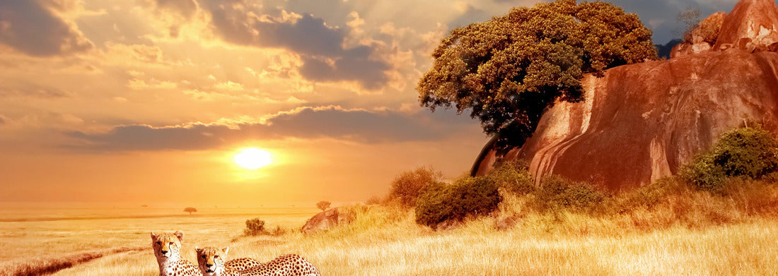 Noah Jigsaw Puzzle Cheetahs in the African savannah on a backdrop of a beautiful sunset. Serengeti National Park. Tanzania. Africa panorama 1000 pieces