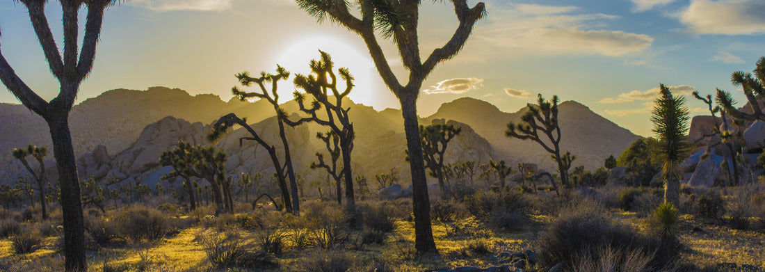 Noah Jigsaw Puzzle Joshua Tree National Park panorama 1000 pieces