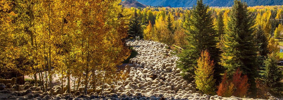 Noah Jigsaw Puzzle A flock of sheep is being brought down from high pasture and driven through Ketchum as part of the trailing of the sheep festival in Hailey, Idaho panorama 1000 pieces