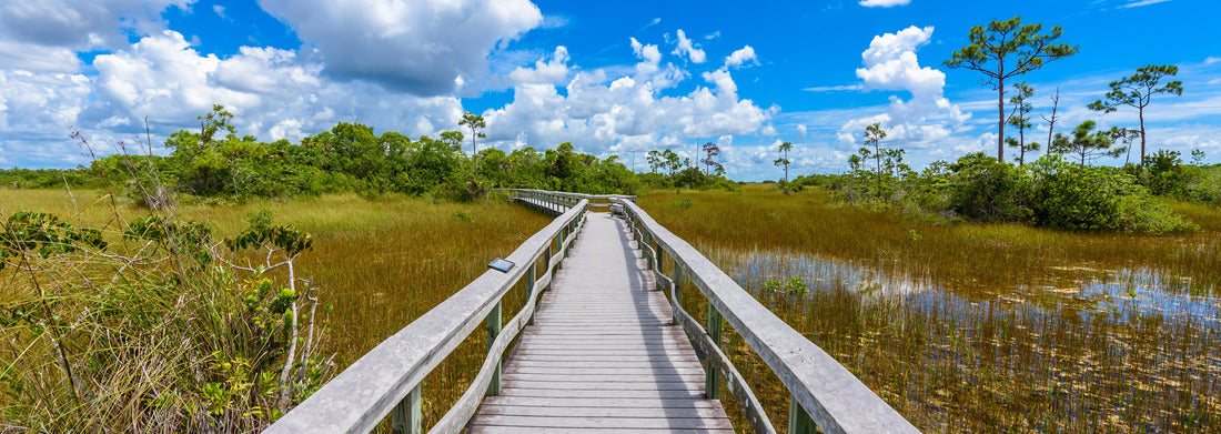 Noah Jigsaw Puzzle Mahogany Hammock Trail of the Everglades National Park. Boardwalks in the swamp. Florida, USA panorama 1000 pieces