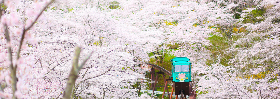Noah Jigsaw Puzzle Monorail under sakura trees at Funaoka Castle ruin park, Miyagi prefecture, Japan panorama 1000 pieces