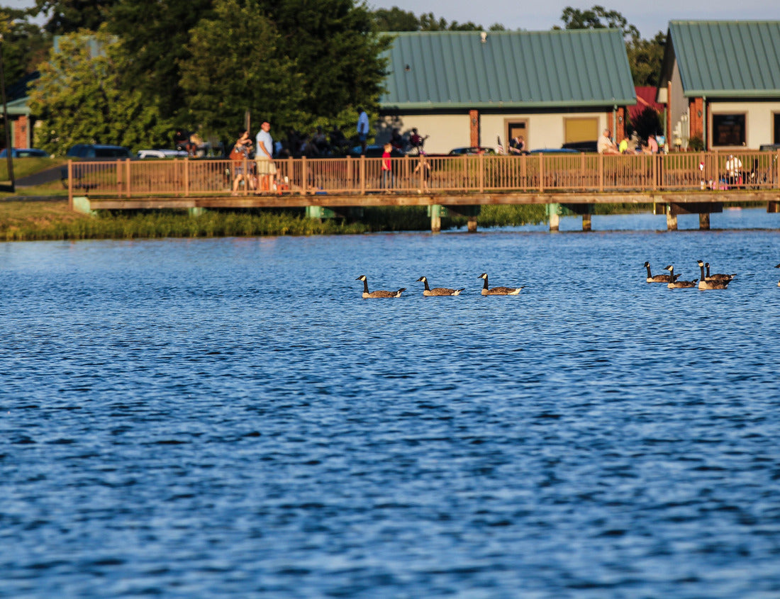 Noah Jigsaw Puzzle Ducks at Lake Willastein Maumelle Arkansas 1000 pieces