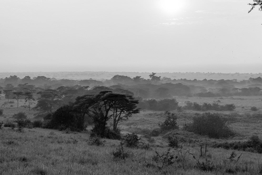 Noah Jigsaw Puzzle Musytic sunrise in the savannah of Uganda in black white 2000 pieces