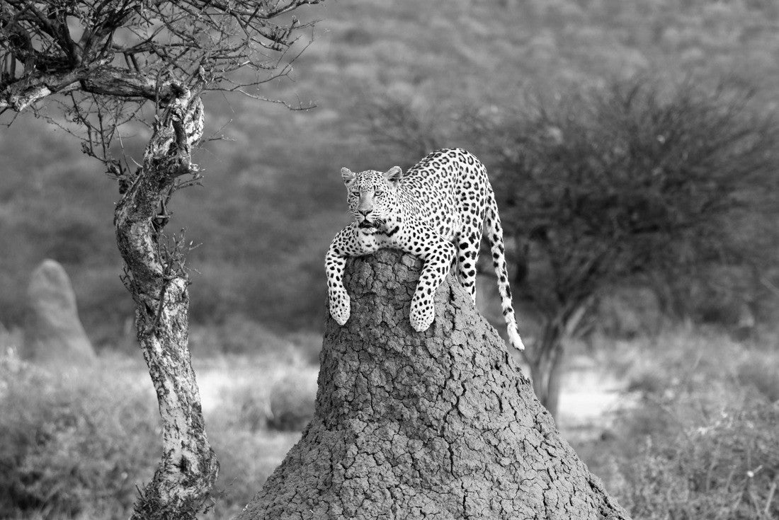 Noah Jigsaw Puzzle Leopard on a termite hill - Namibia Africa in black white 2000 pieces