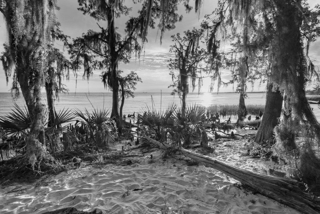 Fontainebleau State Park is a beautiful park in Louisiana 2000pc PuzzleBlack and White