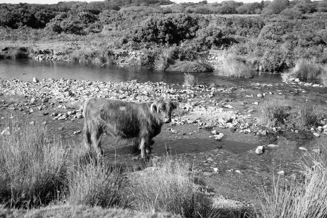 Noah Jigsaw Puzzle Buffalo in the River at Cadover bridge, Devon, England on a summers day in black white 2000 pieces