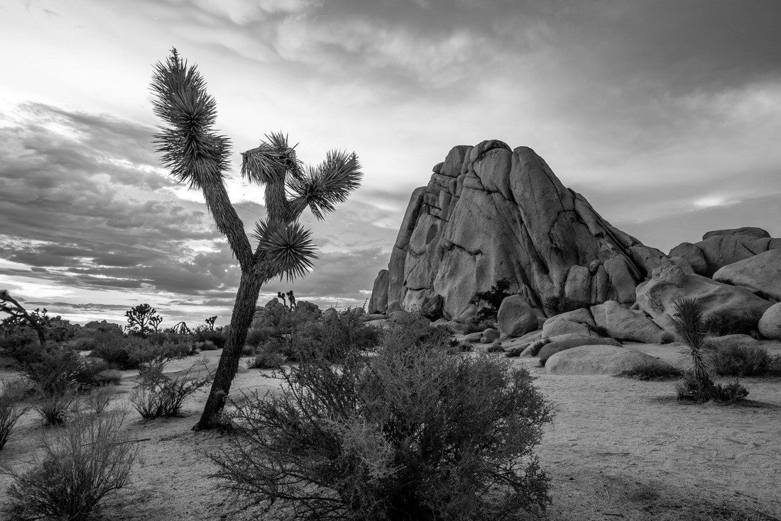 Noah Jigsaw Puzzle Joshua Tree National Park in California. The cloudy sunset was shot just after a big storm. This situations leaded to a breathtaking cloudy sky that took fire during sunset in black white 2000 pieces