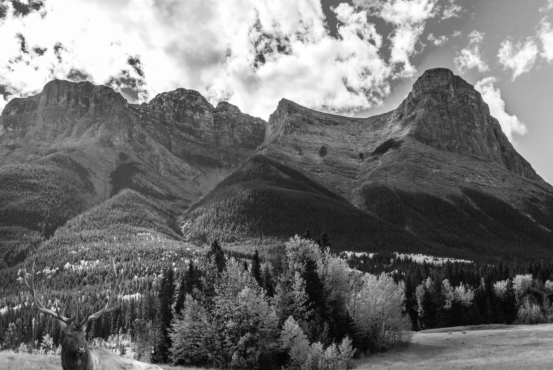 Red deer resting in a picturesque meadow. The town of Canmore is surrounded by the Rocky Mountains 2000pc PuzzleBlack and White