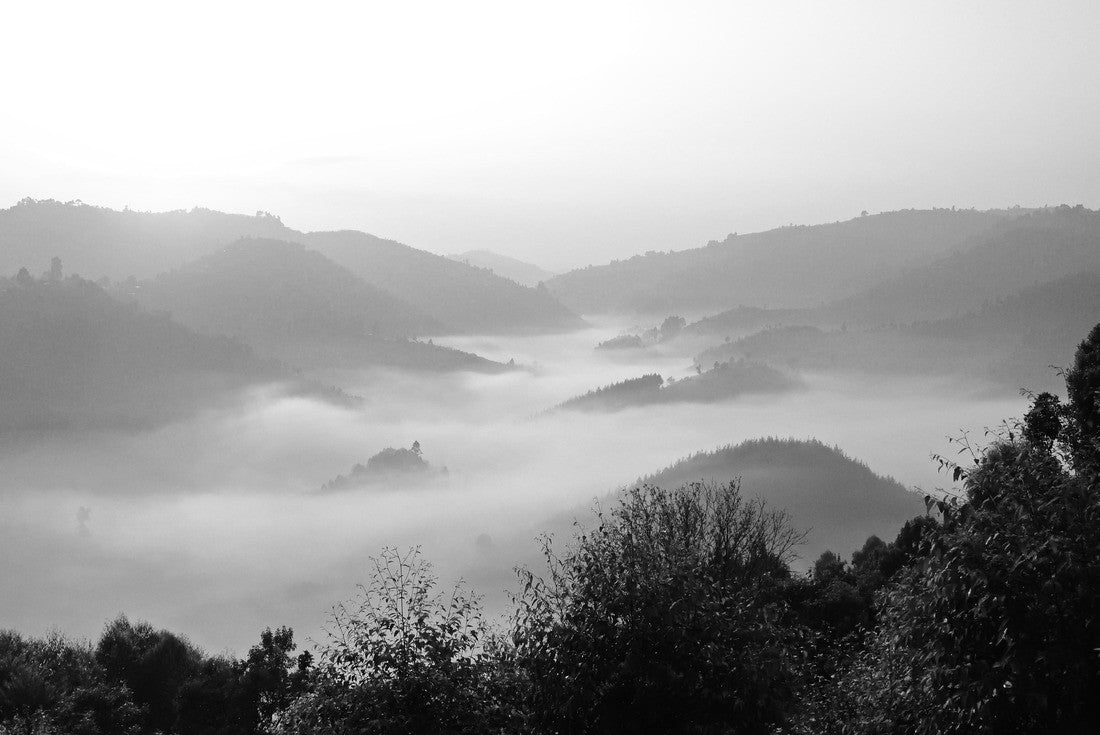 Noah Jigsaw Puzzle The misty Bwindi Forest, home of the mountain gorillas, Uganda in black white 2000 pieces