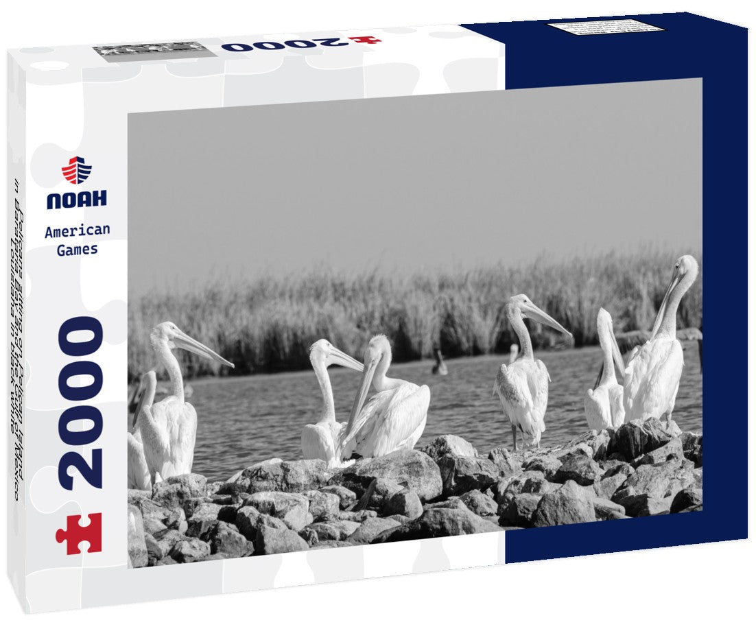 Pelicans sitting on Pelican Island in Barataria Bay and the Gulf of Mexico, Louisiana 2000pc PuzzleBlack and White