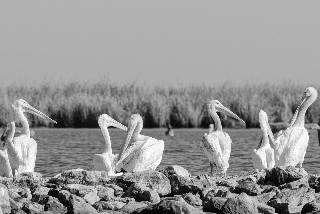 Pelicans sitting on Pelican Island in Barataria Bay and the Gulf of Mexico, Louisiana 2000pc PuzzleBlack and White
